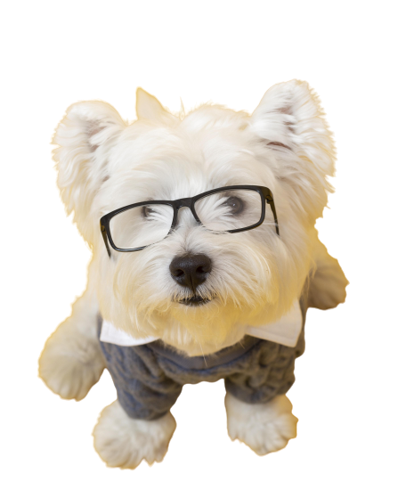 cute-little-dog-impersonating-business-person-removebg-preview